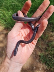 Lycophidion capense capense