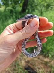 Lycophidion capense capense