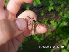 Nephrotoma pratensis