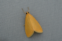 Sitochroa umbrosalis