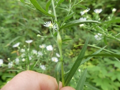 Neolasioptera ramuscula