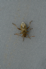 Stictopleurus minutus