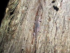 Gehyra catenata