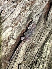 Gehyra catenata