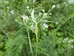 Neolasioptera ramuscula