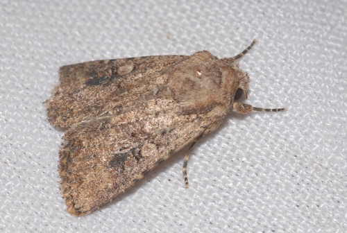 Mythimna languida