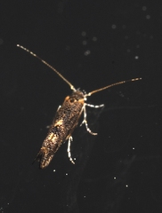 Coccidiphila gerasimovi