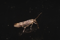 Coccidiphila gerasimovi