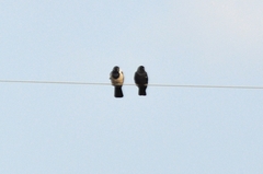 Corvus dauuricus
