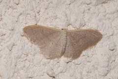 Idaea distinctaria