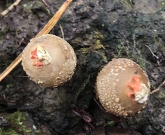 Calostoma ravenelii ravenelii