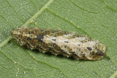 Meligramma triangulifera