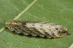 Meligramma triangulifera