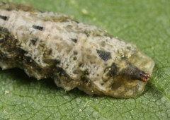 Meligramma triangulifera