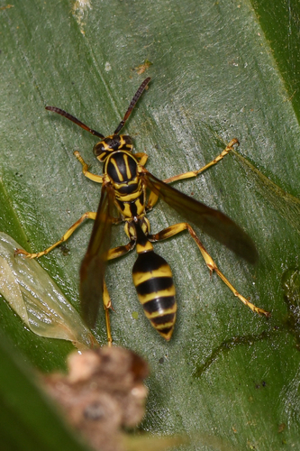 Mischocyttarus fraudulentus image