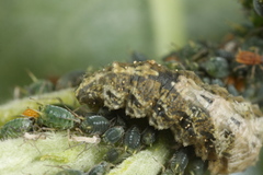 Meligramma triangulifera