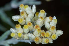 Pseudognaphalium roseum