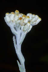 Pseudognaphalium roseum