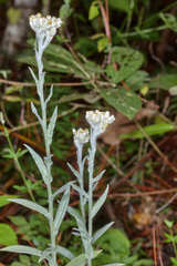 Pseudognaphalium roseum