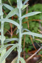 Pseudognaphalium roseum