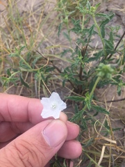 Varronia podocephala