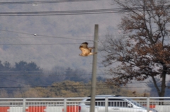 Buteo japonicus