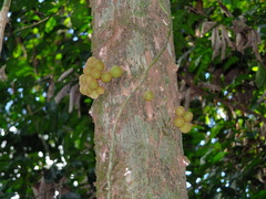 Chrysophyllum cuneifolium