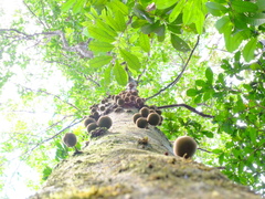 Chrysophyllum cuneifolium