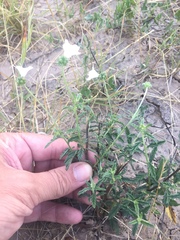 Varronia podocephala