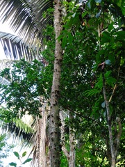 Chrysophyllum cuneifolium