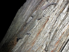 Gehyra catenata