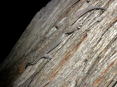 Gehyra catenata