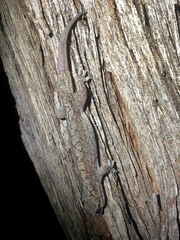 Gehyra catenata