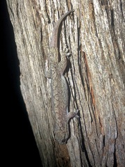 Gehyra catenata