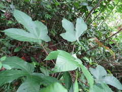 Pourouma guianensis