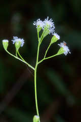 Fleischmannia sinclairii