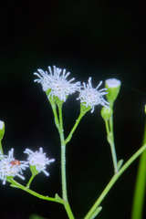 Fleischmannia sinclairii