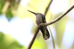 Chalybura urochrysia