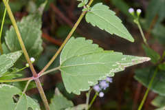 Fleischmannia sinclairii