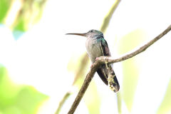 Chalybura urochrysia