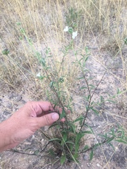 Varronia podocephala