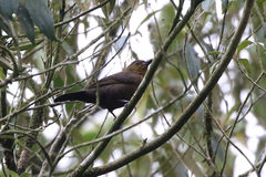 Tachyphonus delatrii