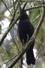 Tachyphonus delatrii