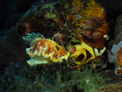 Goniobranchus collingwoodi