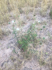 Varronia podocephala