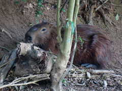 Hydrochoerus hydrochaeris