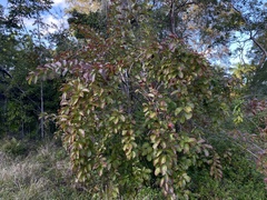Image of Nauclea latifolia