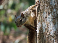 Sciurus aestuans