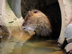 Myocastor coypus