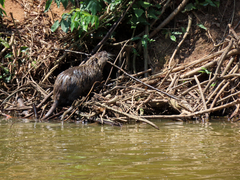 Myocastor coypus
